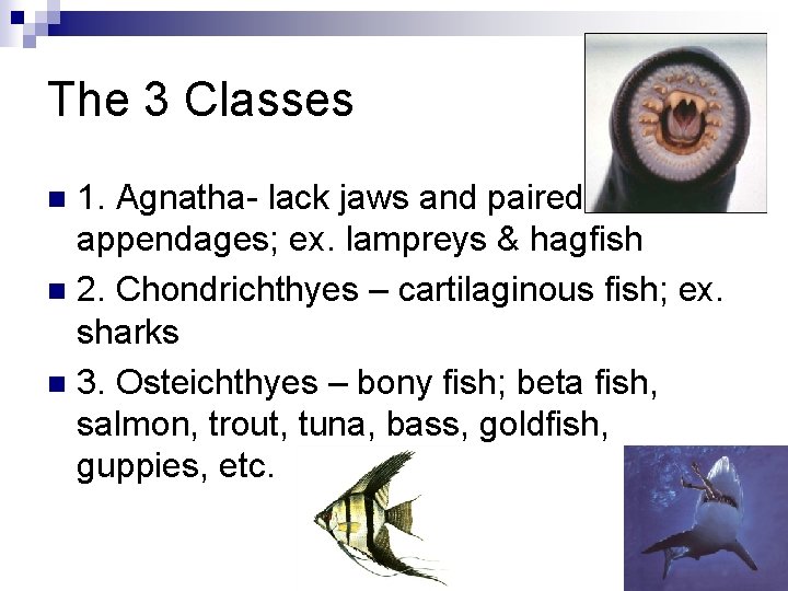 The 3 Classes 1. Agnatha- lack jaws and paired appendages; ex. lampreys & hagfish