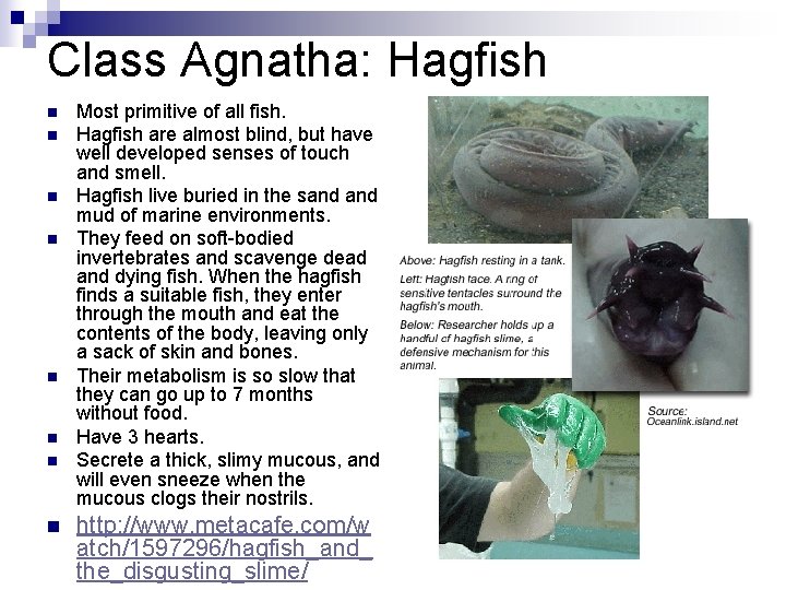 Class Agnatha: Hagfish n n n n Most primitive of all fish. Hagfish are