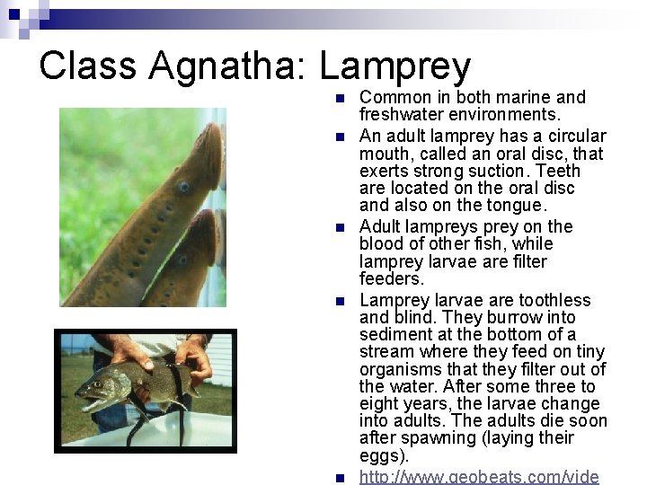 Class Agnatha: Lamprey n n n Common in both marine and freshwater environments. An