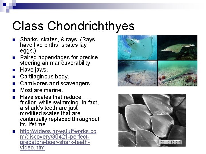 Class Chondrichthyes n n n n Sharks, skates, & rays. (Rays have live births,