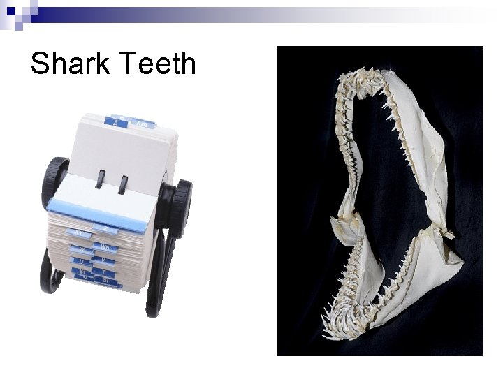 Shark Teeth 