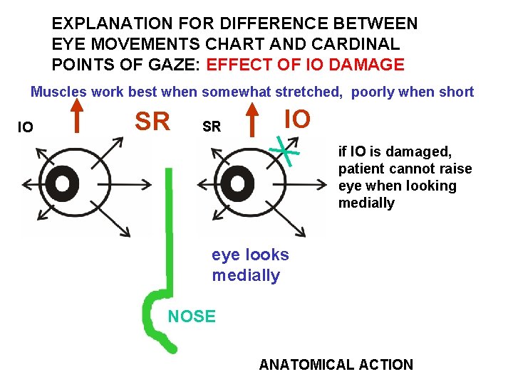 EXPLANATION FOR DIFFERENCE BETWEEN EYE MOVEMENTS CHART AND CARDINAL POINTS OF GAZE: EFFECT OF