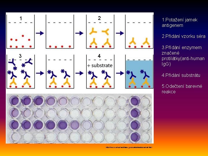 1 2 1. Potažení jamek antigenem 2. Přidání vzorku séra 3 3. Přídání enzymem