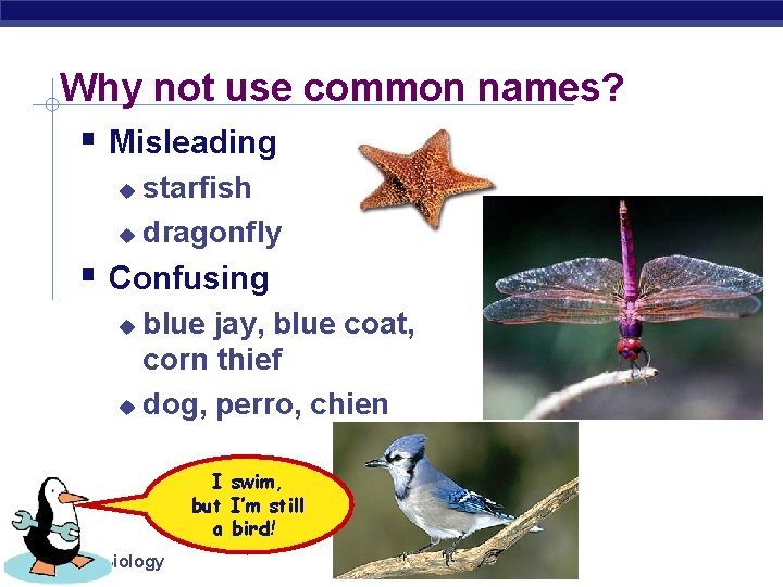 Why not use common names? Misleading starfish dragonfly Confusing blue jay, blue coat, corn