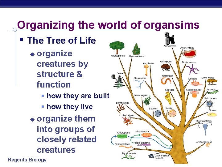 Organizing the world of organsims The Tree of Life organize creatures by structure &