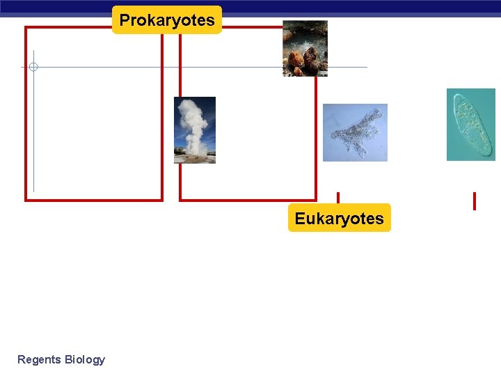 Prokaryotes Eukaryotes Regents Biology 