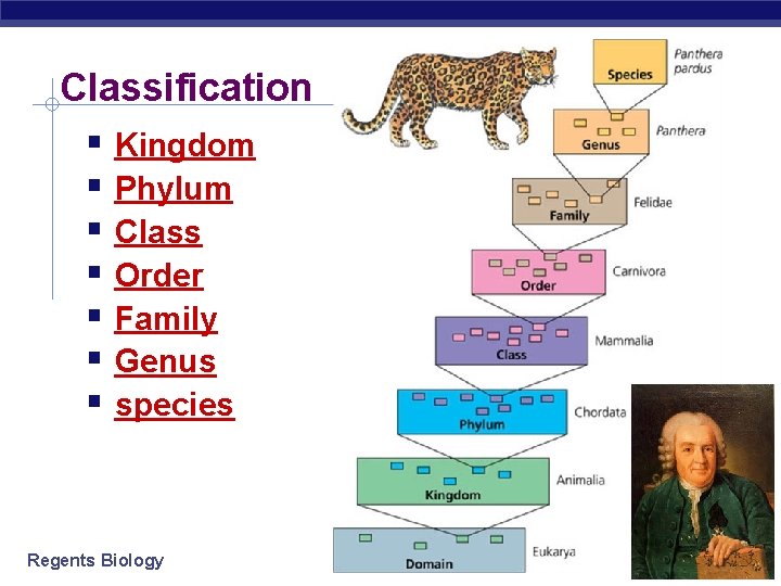 Classification Kingdom Phylum Class Order Family Genus species Regents Biology 