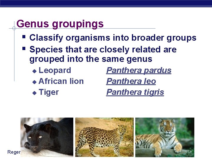 Genus groupings Classify organisms into broader groups Species that are closely related are grouped