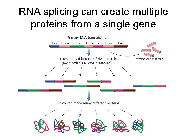 RNA splicing can create multiple proteins from a single gene 