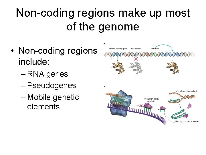 Non-coding regions make up most of the genome • Non-coding regions include: – RNA