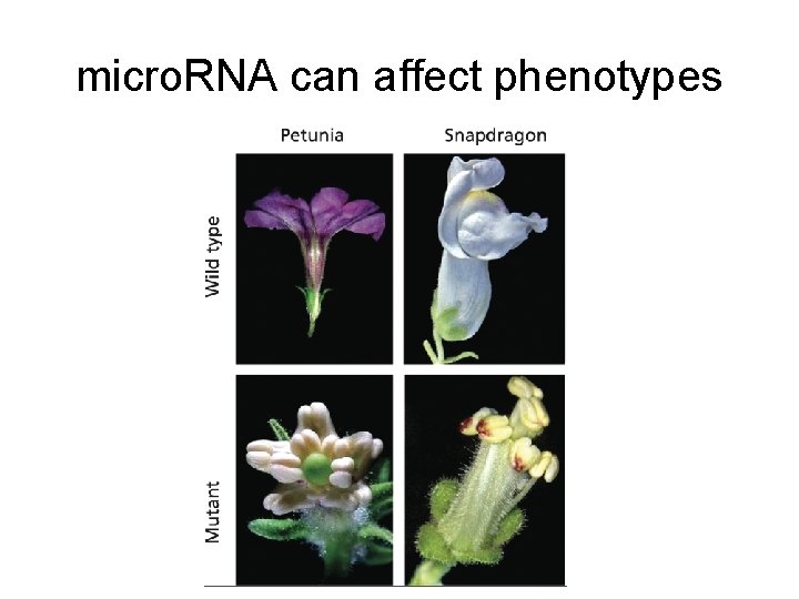 micro. RNA can affect phenotypes 