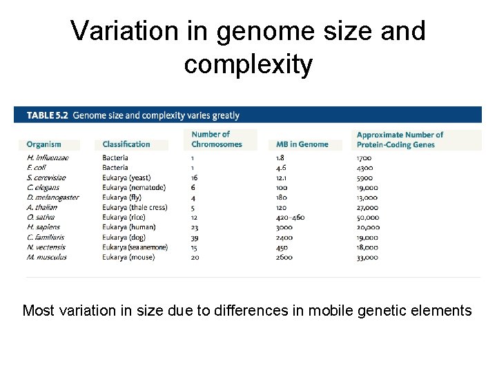 Variation in genome size and complexity Most variation in size due to differences in