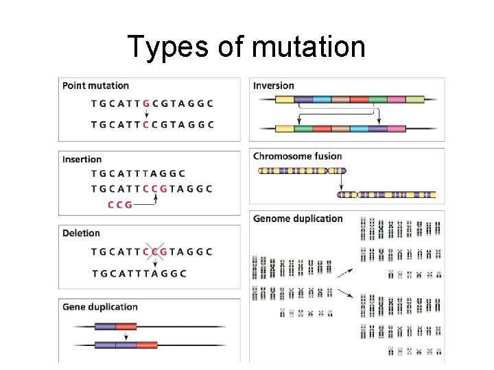 Types of mutation 