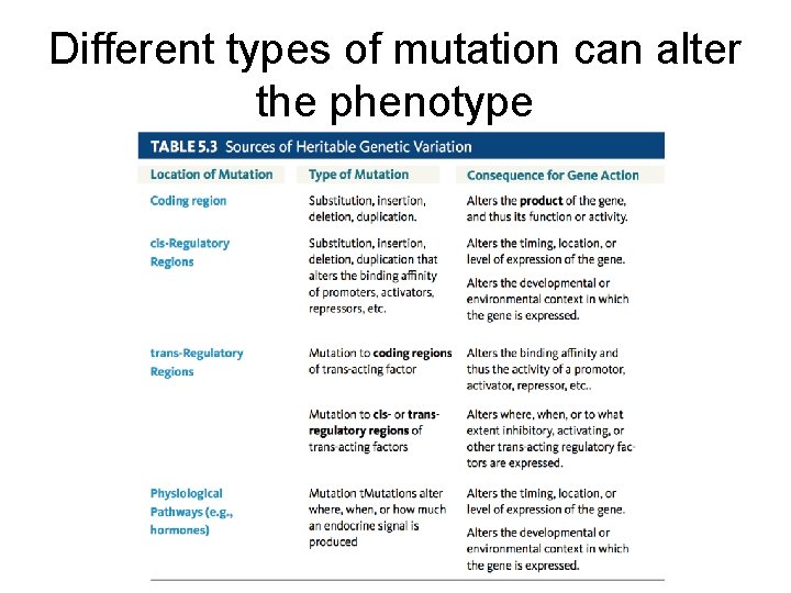 Different types of mutation can alter the phenotype 