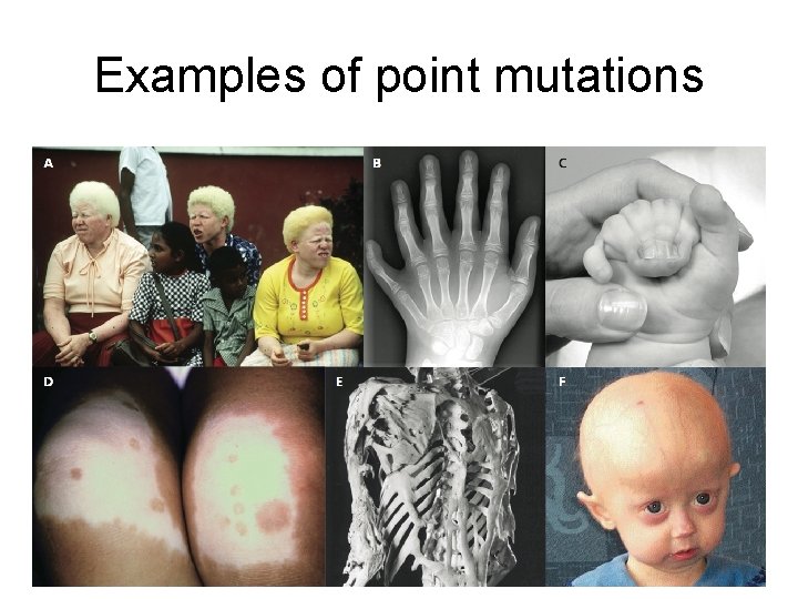 Examples of point mutations 