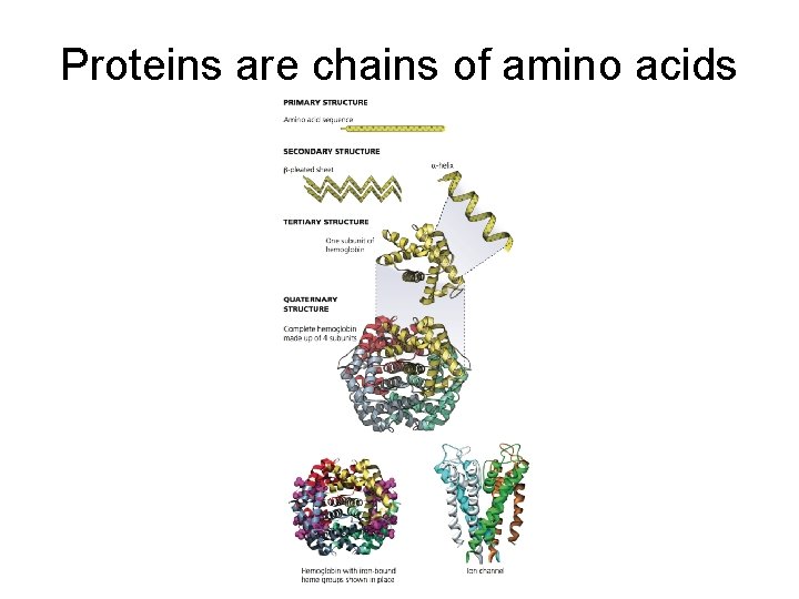 Proteins are chains of amino acids 