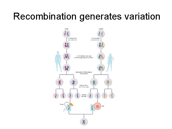 Recombination generates variation 