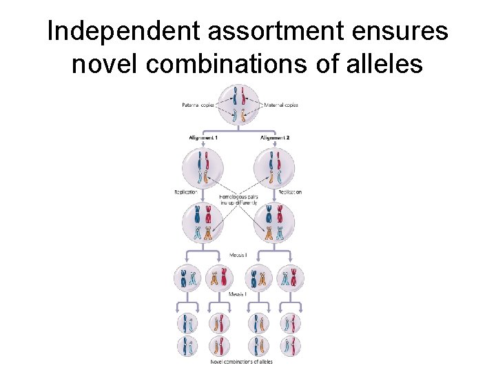 Independent assortment ensures novel combinations of alleles 