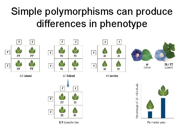 Simple polymorphisms can produce differences in phenotype 