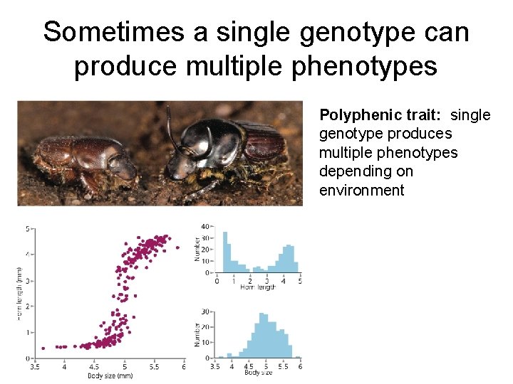 Sometimes a single genotype can produce multiple phenotypes Polyphenic trait: single genotype produces multiple