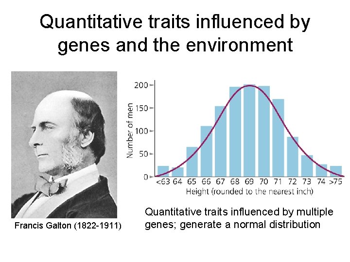 Quantitative traits influenced by genes and the environment Francis Galton (1822 -1911) Quantitative traits