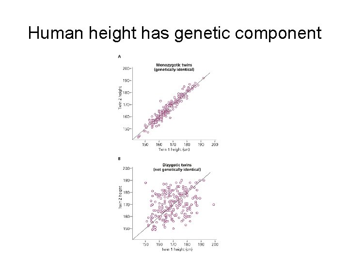 Human height has genetic component 