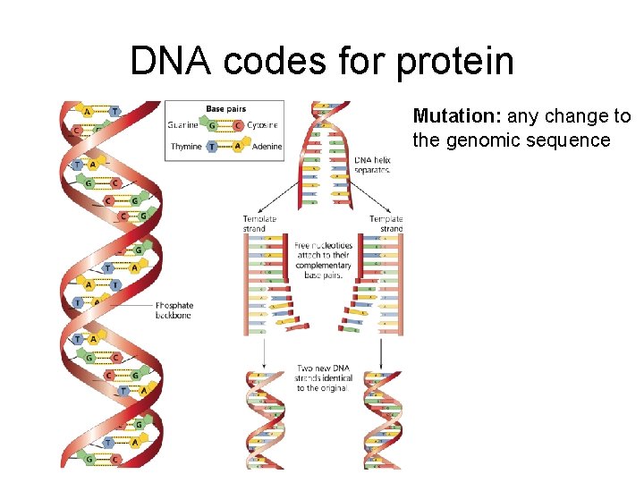 DNA codes for protein Mutation: any change to the genomic sequence 