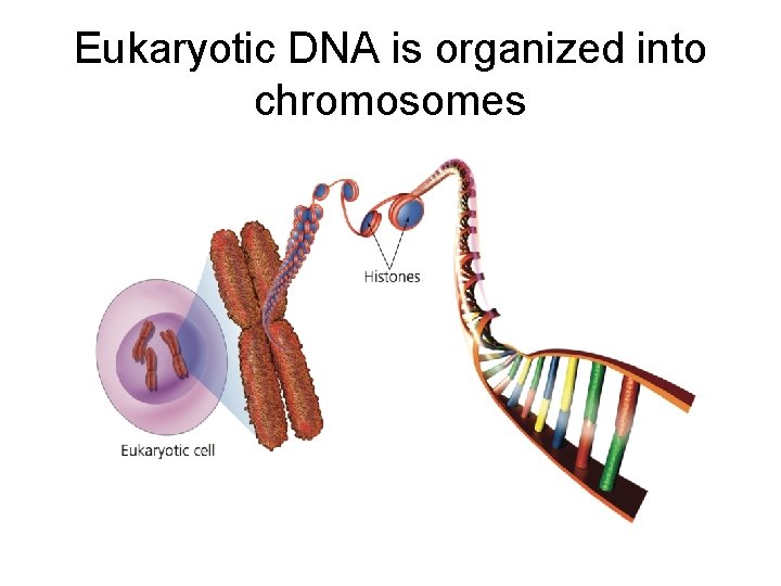 Eukaryotic DNA is organized into chromosomes 