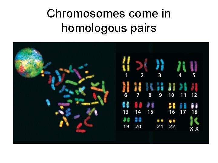Chromosomes come in homologous pairs 