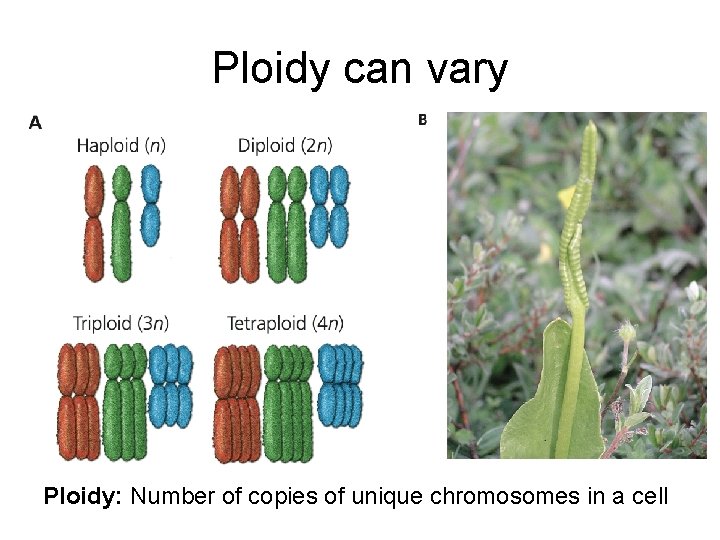 Ploidy can vary Ploidy: Number of copies of unique chromosomes in a cell 