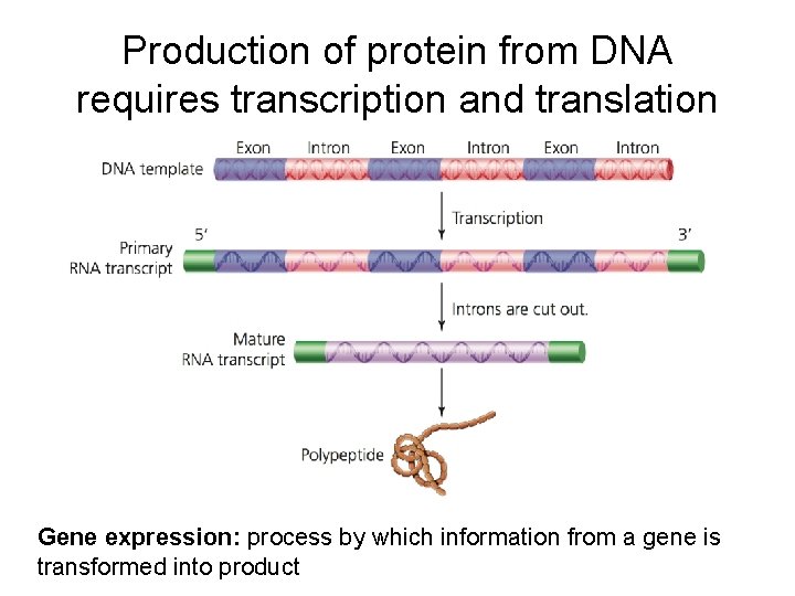 Production of protein from DNA requires transcription and translation Gene expression: process by which