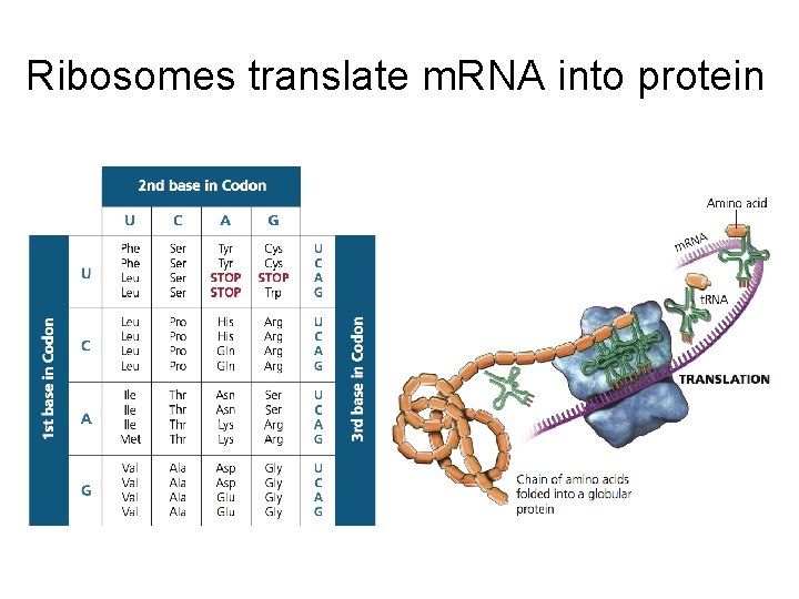 Ribosomes translate m. RNA into protein 