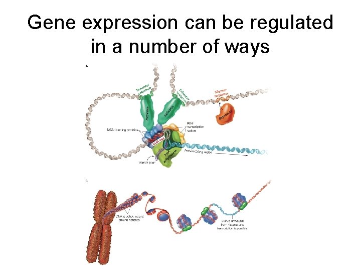 Gene expression can be regulated in a number of ways 