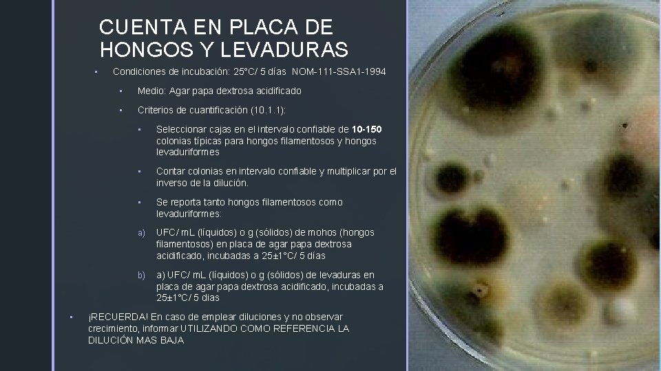 CUENTA EN PLACA DE z HONGOS Y LEVADURAS • • Condiciones de incubación: 25°C/