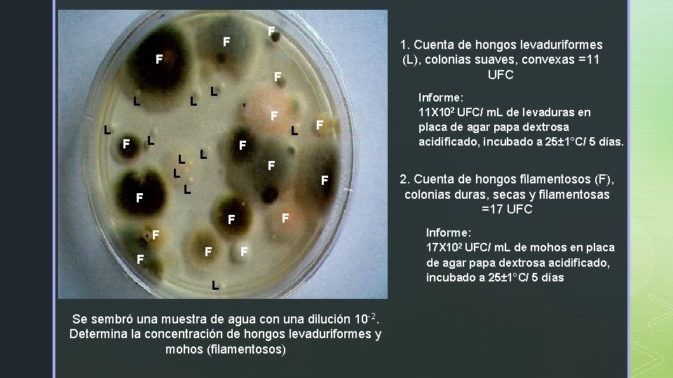 F F 1. Cuenta de hongos levaduriformes (L), colonias suaves, convexas =11 UFC F