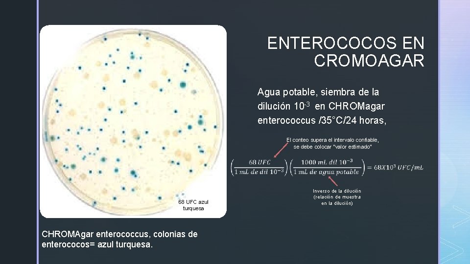z ENTEROCOCOS EN CROMOAGAR Agua potable, siembra de la dilución 10 -3 en CHROMagar