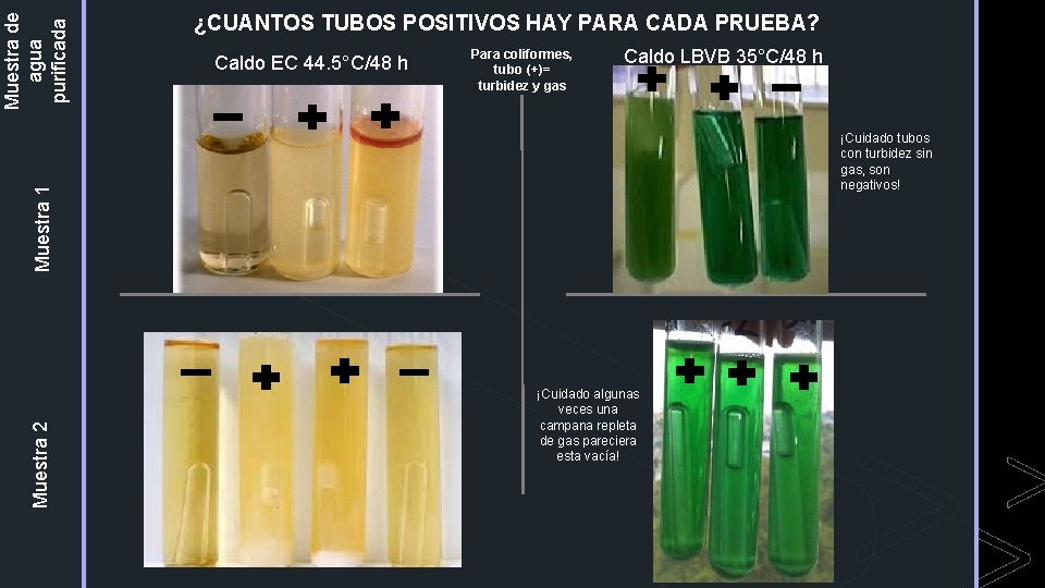 Caldo EC 44. 5°C/48 h Para coliformes, tubo (+)= turbidez y gas Caldo LBVB