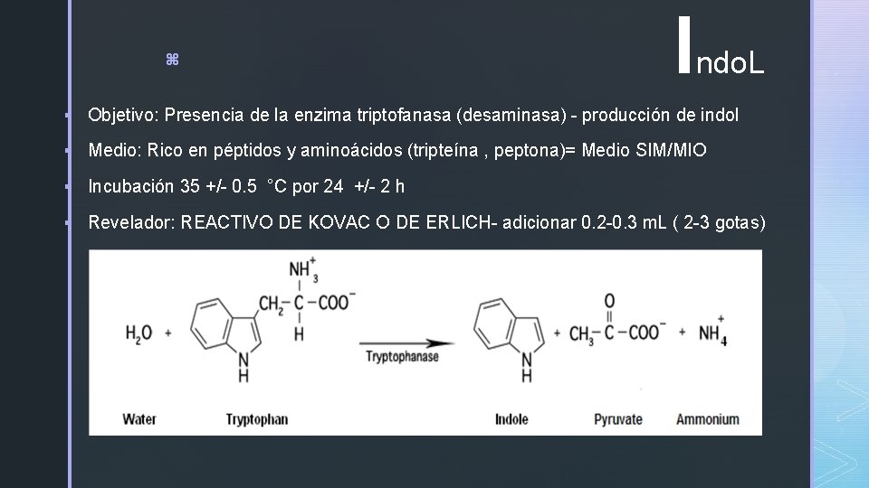 z I ndo. L § Objetivo: Presencia de la enzima triptofanasa (desaminasa) - producción