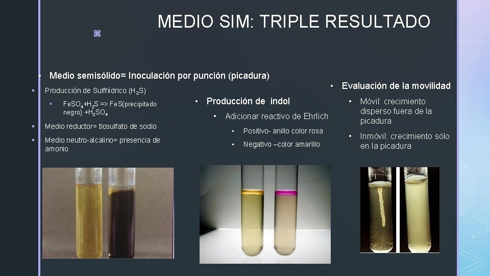 z MEDIO SIM: TRIPLE RESULTADO • Medio semisólido= Inoculación por punción (picadura) § Producción