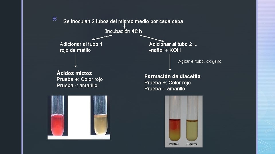 z Se inoculan 2 tubos del mismo medio por cada cepa Incubación 48 h