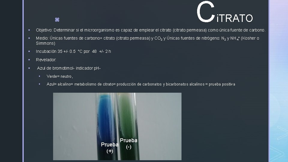 C z i. TRATO § Objetivo: Determinar si el microorganismo es capaz de emplear