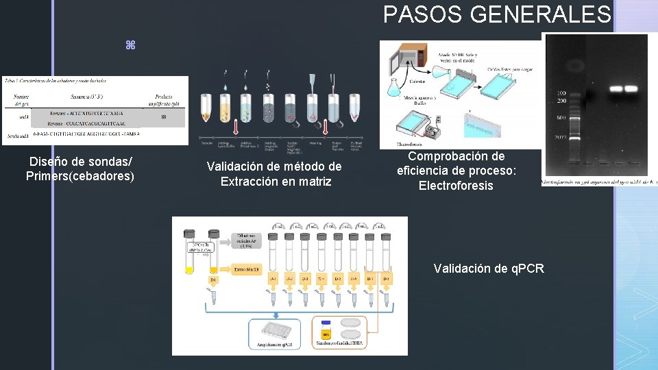 PASOS GENERALES z Diseño de sondas/ Primers(cebadores) Validación de método de Extracción en matriz