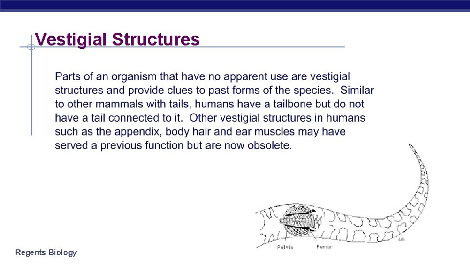 Vestigial Structures Regents Biology 