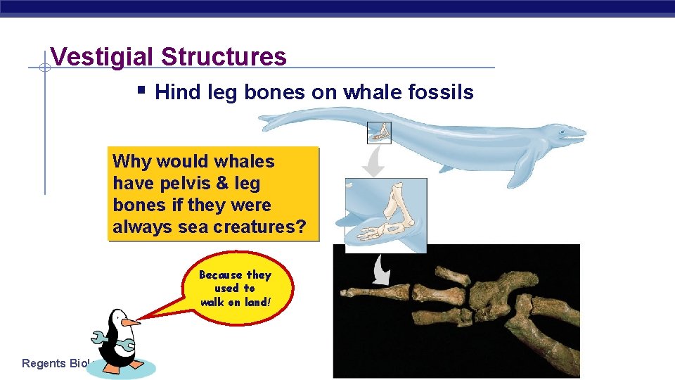 Vestigial Structures § Hind leg bones on whale fossils Why would whales have pelvis