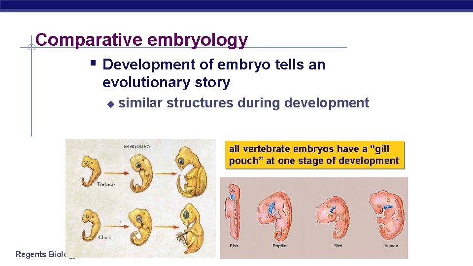 Comparative embryology § Development of embryo tells an evolutionary story u similar structures during