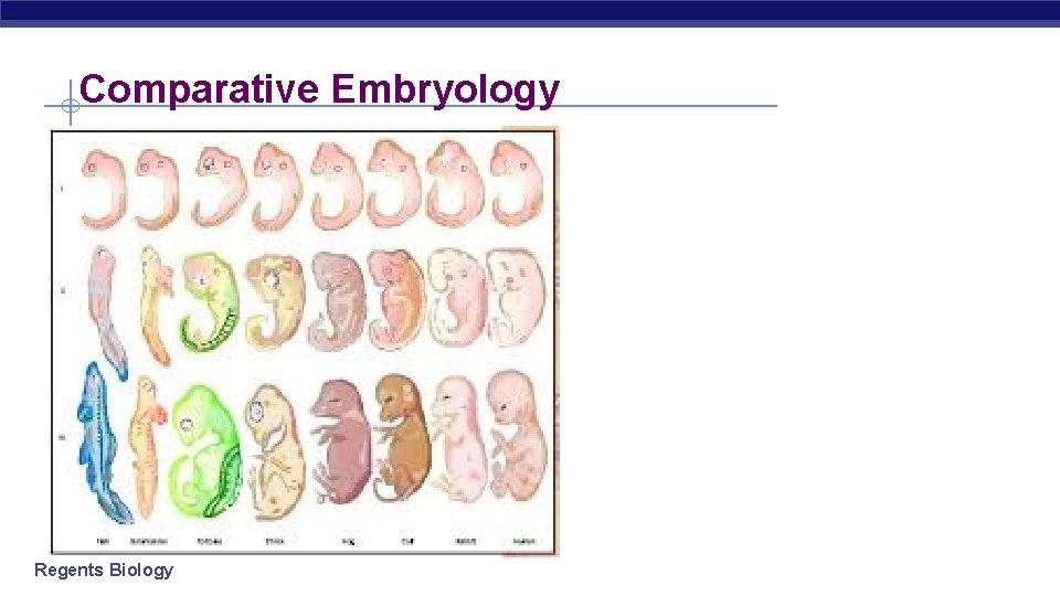 Comparative Embryology Regents Biology 