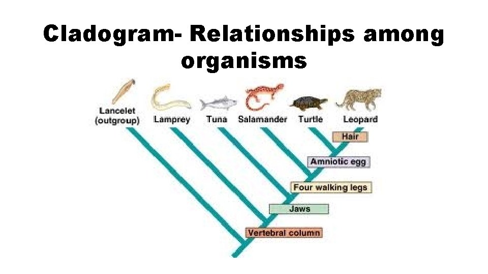 Cladogram- Relationships among organisms 