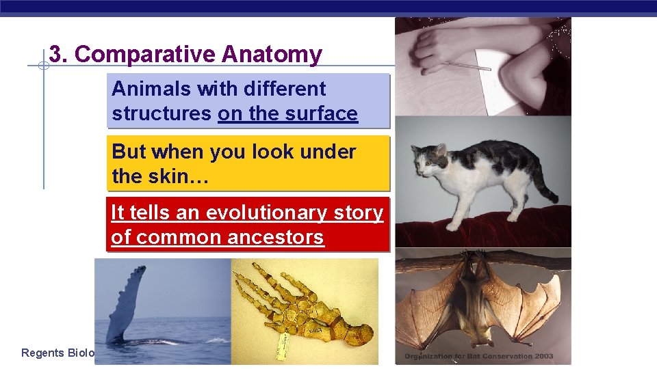 3. Comparative Anatomy Animals with different structures on the surface But when you look