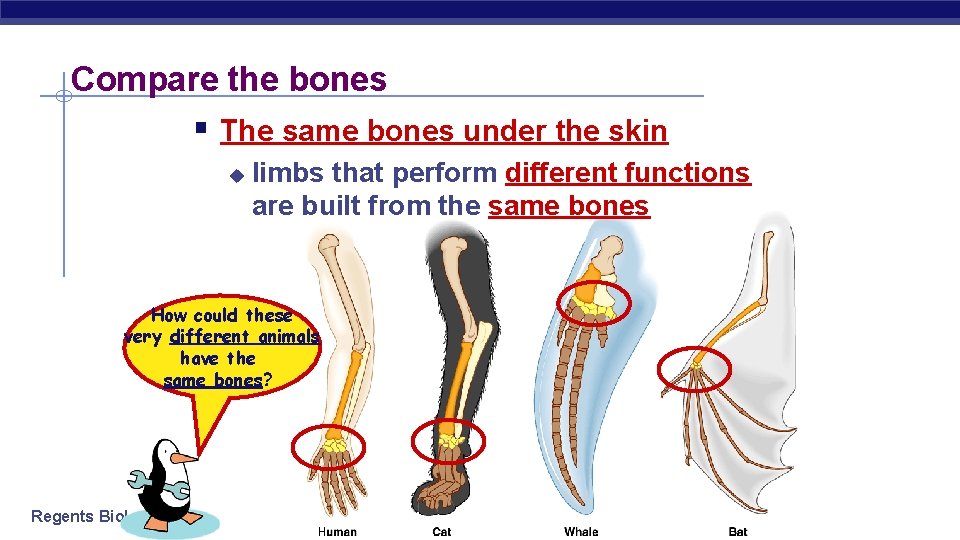 Compare the bones § The same bones under the skin u limbs that perform