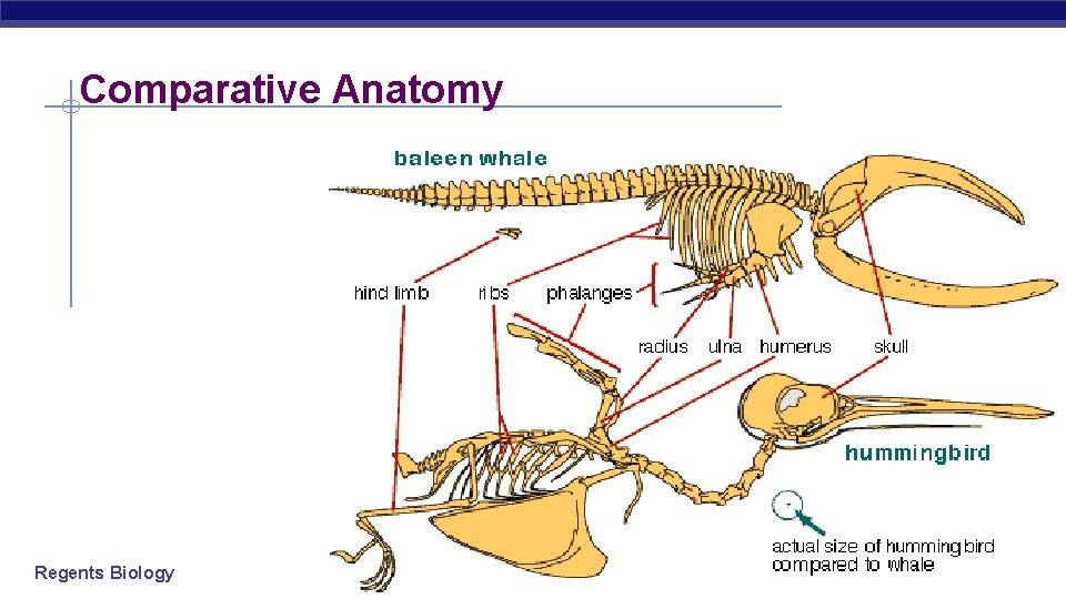 Comparative Anatomy Regents Biology 